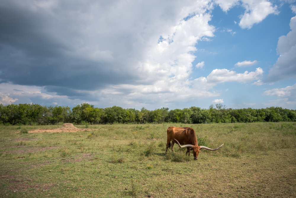 Large,Old,Long,Horn,Eating,Grass,In,Large,Open,Farm